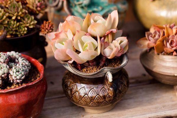 小窗台上养盆它, 简单一打理, 比外面风景还美!