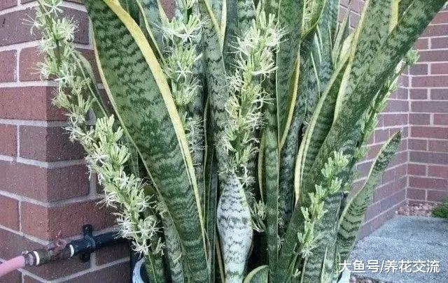 虎皮兰促进开花结果的几个技巧, 冬季的养护非常关键