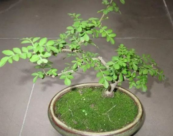 厨房抓把“花椒”撒土里, 60天长成绿盆栽, 香味浓还杀菌!