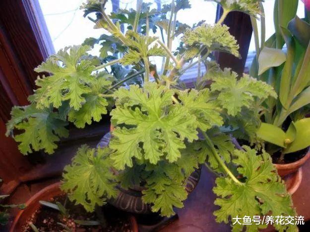 这12种植物都有非常棒的驱虫效果, 那家里养了哪一种呢?