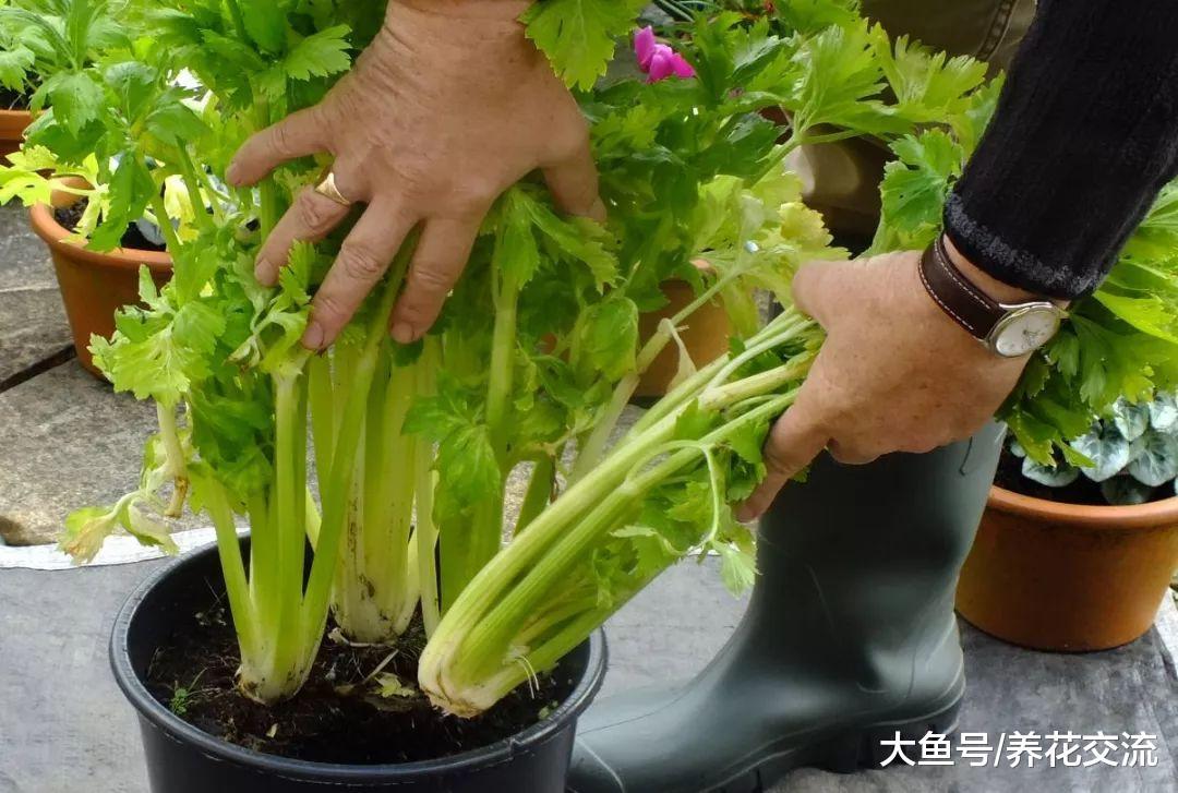 5种特别容易盆栽养护的蔬果, 四季都有一种可以收获