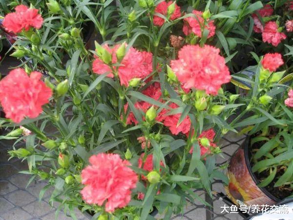 种院子里的康乃馨, 注意这几点就能轻松长成一片小花海