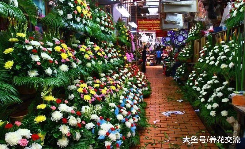 为啥花店的花卉都长得非常亮泽, 自己家里的植物却总是沾染灰尘