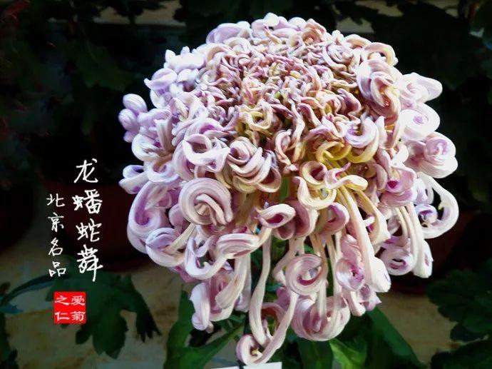 这50种菊花, 圆滚滚的还带爪子, 美的让人流口水!