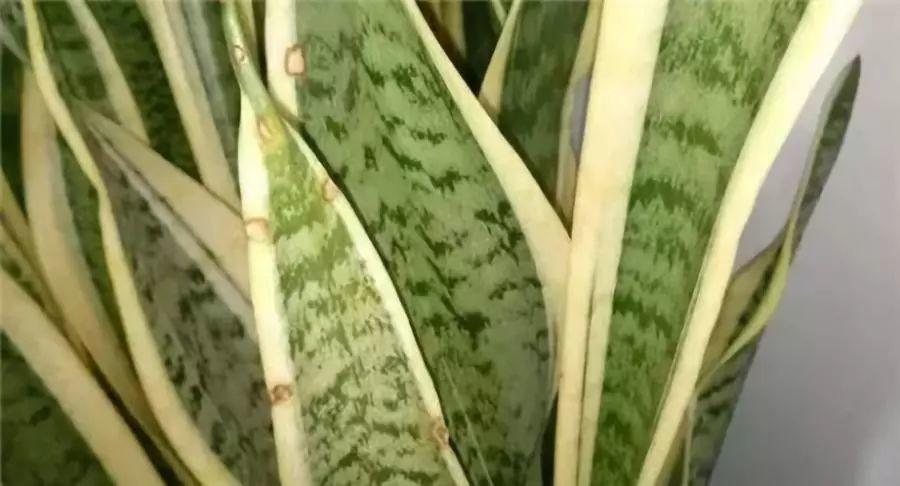 虎皮兰砍一刀, 叶子油绿直挺, 冬天也能嗖嗖长!