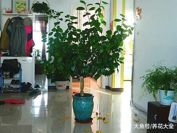这6种花正好现在养, 花大色艳, 一不下心养满盆!