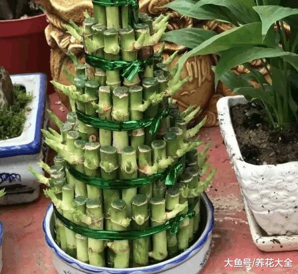 10种花的一句话口诀, 学会了, 谁都能养好花!