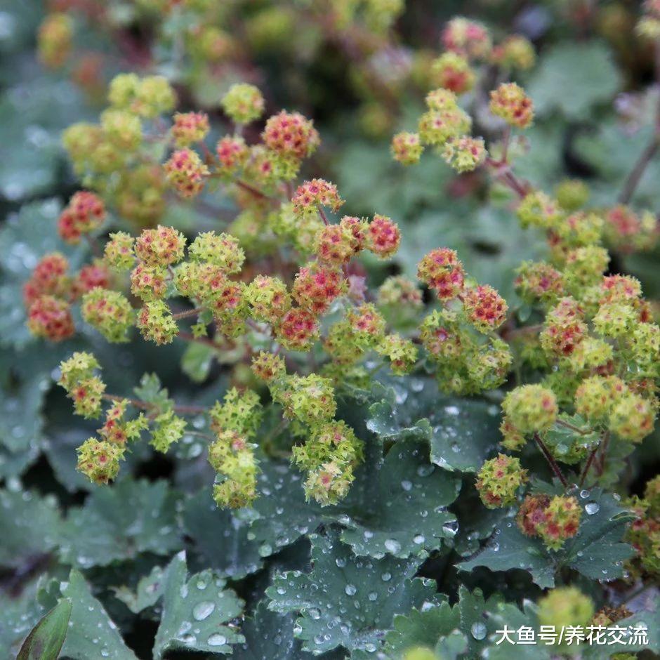 非常容易生长的斗篷草, 没想到在花店这么受欢迎