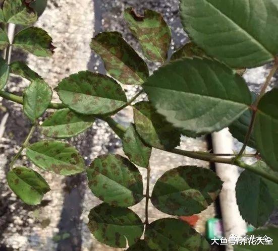 用芦荟叶子给其他花治病, 还有这种养花法?