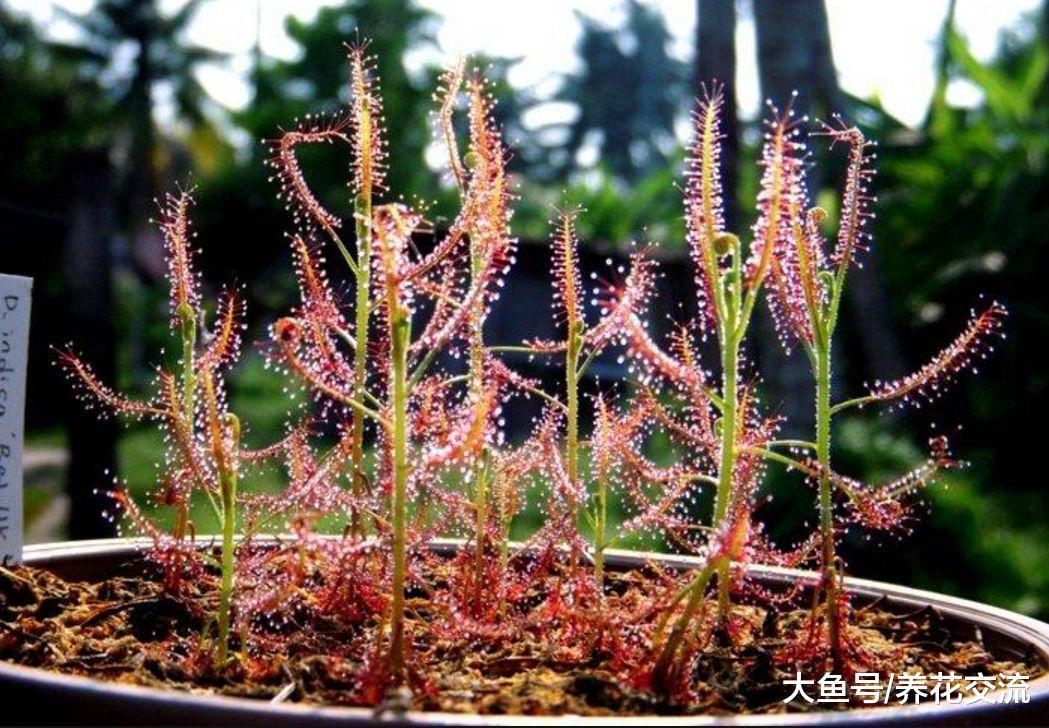 新手掌握这些技巧, 在窗台和阳台上就能养好各种食虫草了