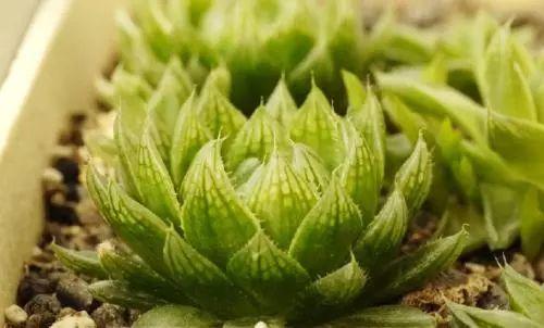 这种多肉, 第一次见到的人, 还以为是翡翠摆拍出来的