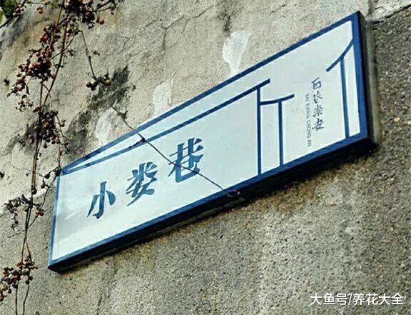 无锡小娄巷154岁牡丹, 一口气开72朵, 老外曾专门给它拍纪录片!