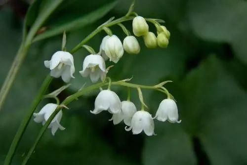 乔妹手上拿着的捧花——铃兰, 原来这么好养? 为啥总有人养不好?