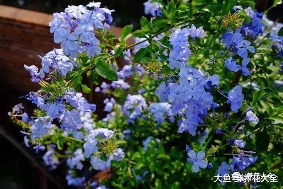 夏季养花就选这15种, 简单好养, 帮你过一个凉快的夏天!