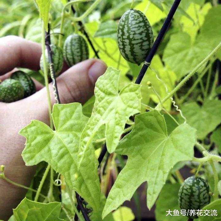 不寻常的7种可食用蔬果, 你能认出几种呢?