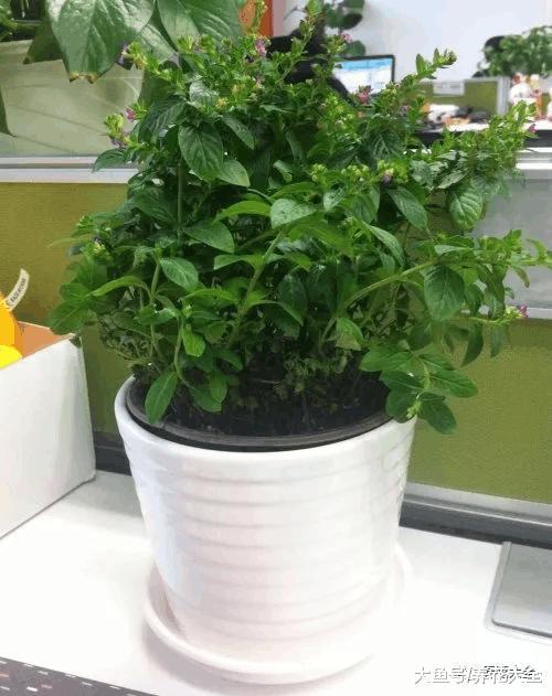 刚买回来的花3天就蔫了? 学1招, 让它水灵灵长到爆盆!