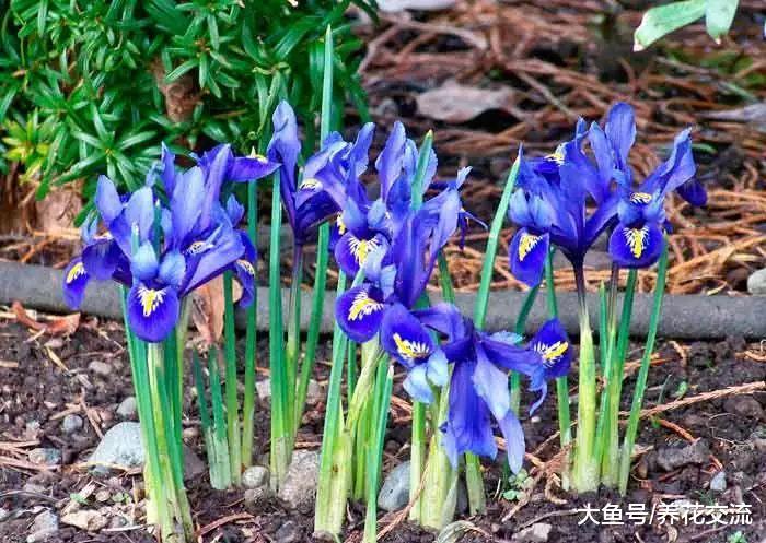 草坪种上这些球茎花卉, 没想到这么好看
