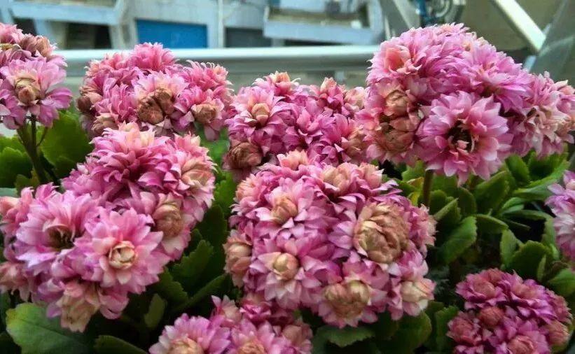 40种常见花, 入冬养护不注意, 活不过1月!