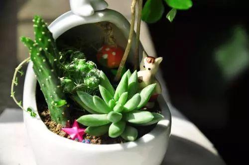 多肉怎么养才能颜色亮丽, 达到胖乎乎萌萌哒的水准呢?