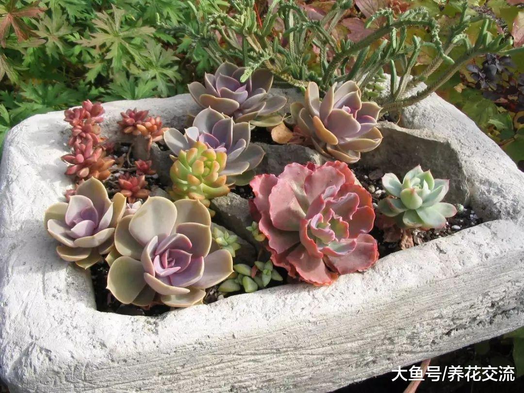 栽种在花盆里面的多肉怎么养才能变色, 要注意什么技巧?