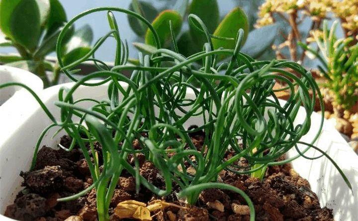 大妈养绿萝, 7天一碗青菜水, 一下蹿出8根枝!