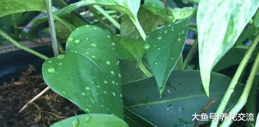 定期清洁家里的室内盆栽植物, 有这么多的好处