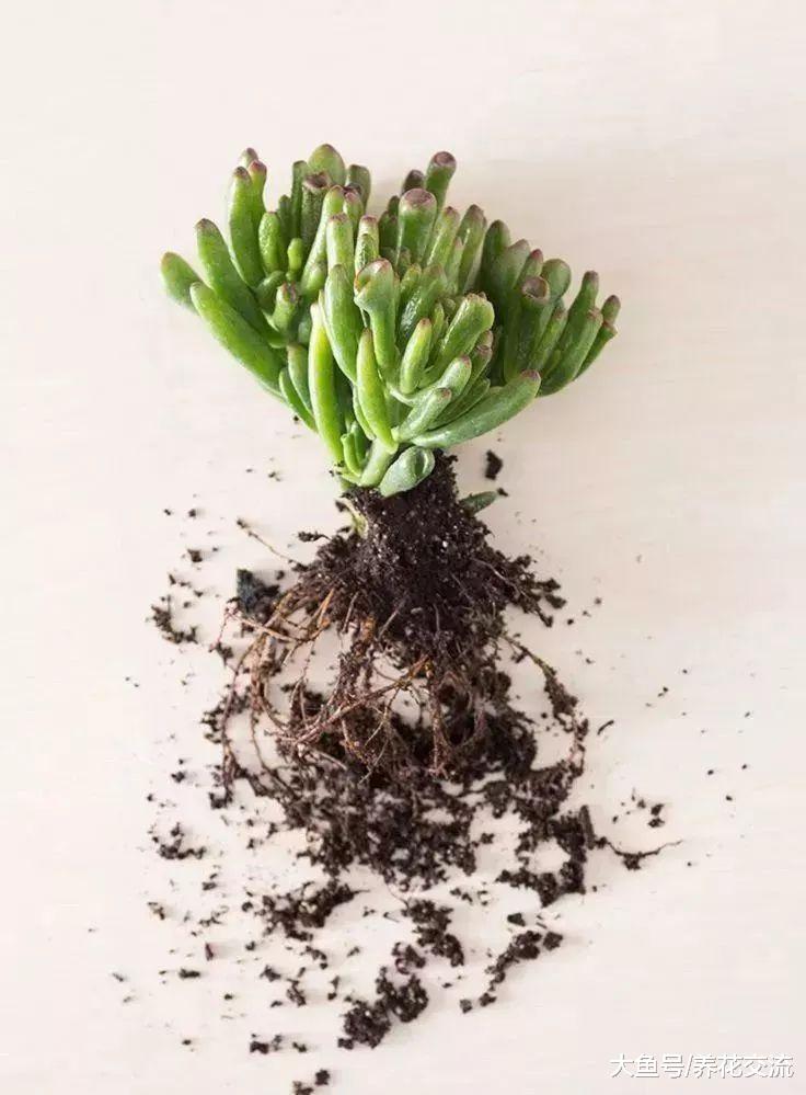 在家里养护多肉植物需要注意的10个技巧, 想要养死都难