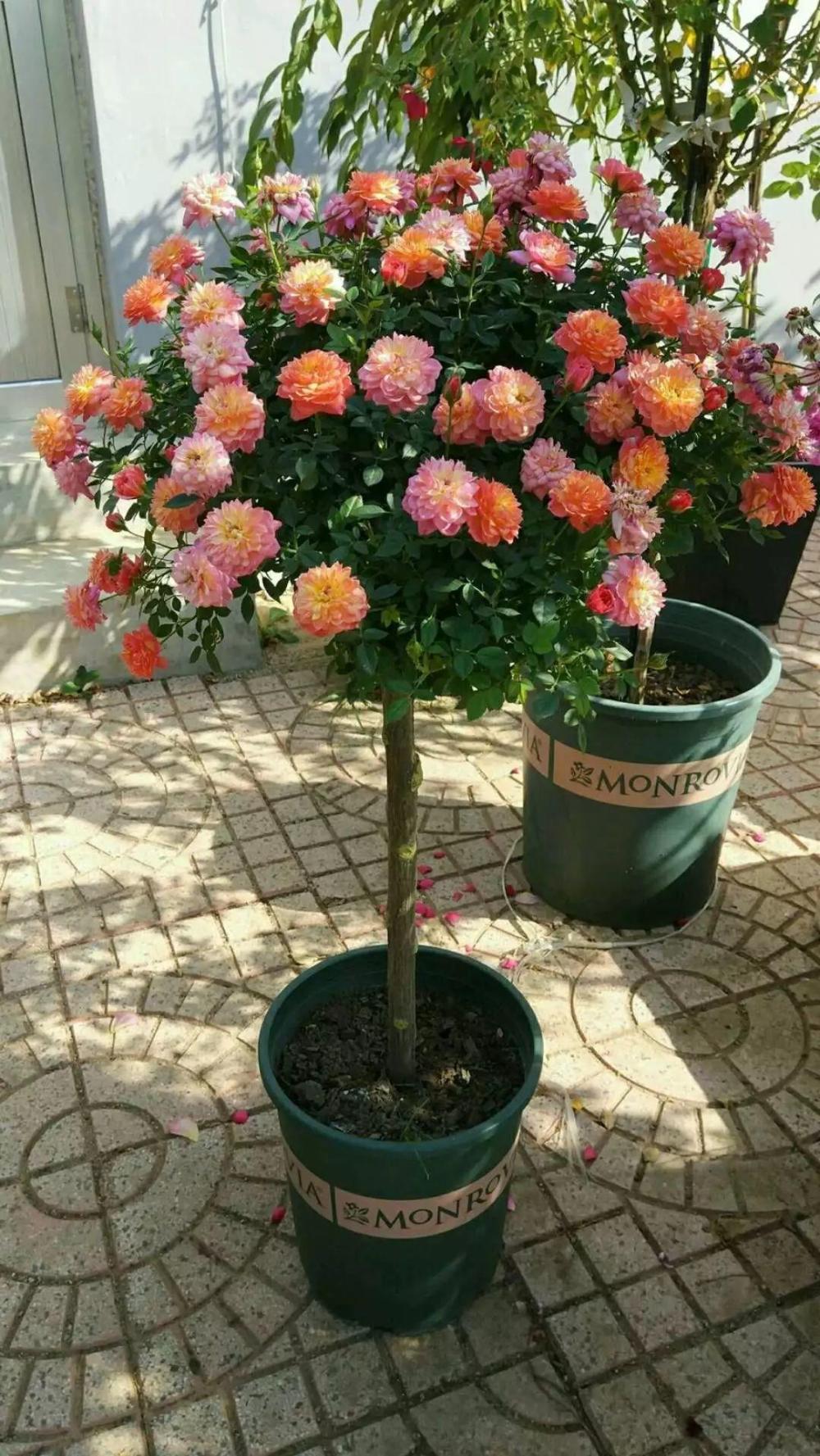 掐几个月季枝插树上, 开花五颜六色, 比娃娃脸还大!