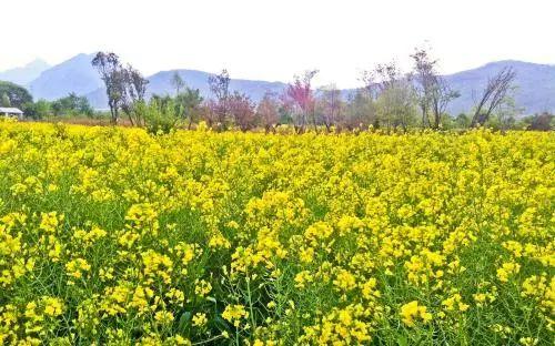 别看这些植物黄黄的, 颜值却相当高, 不了解一下吗?