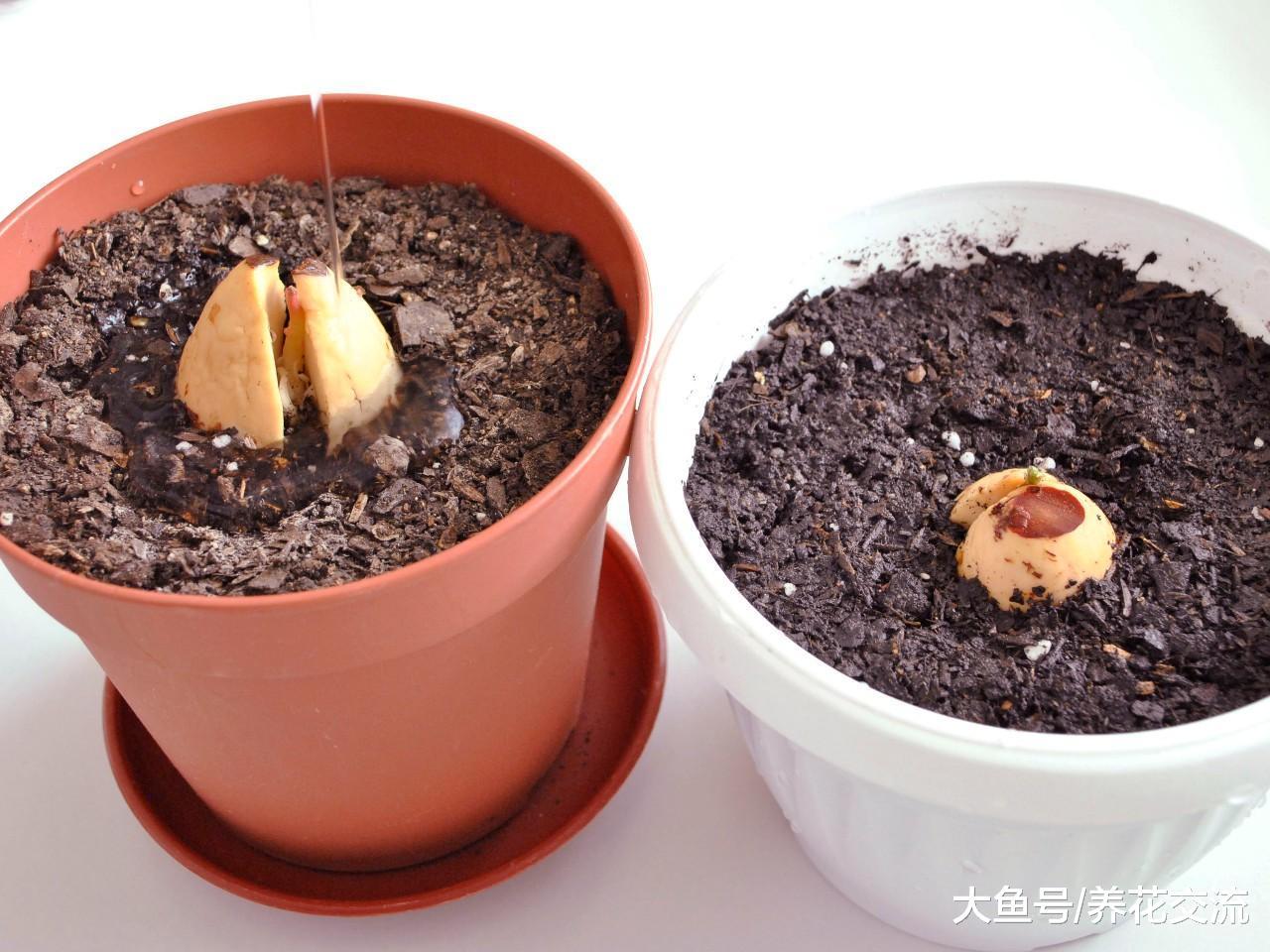 用吃剩的鳄梨果核养出来的盆栽, 轻松养成阳台果树