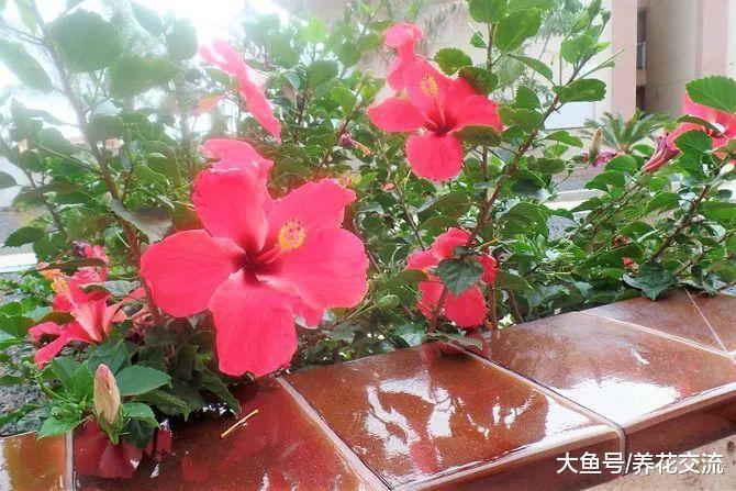 扶桑花盆栽要怎么浇水, 如何保证经常开花