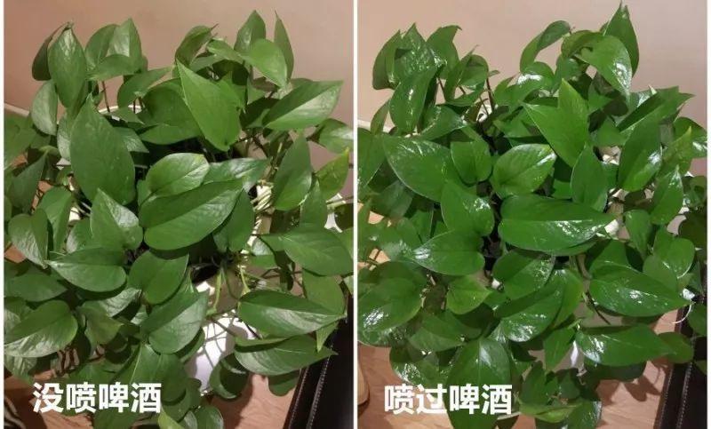 这些花都是小酒鬼, 灌点啤酒哗哗长, 比施肥还管用!