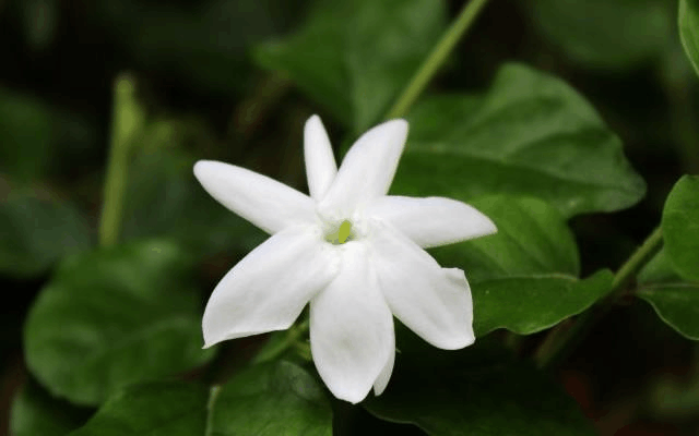 这3种花, 单瓣看着不“稀奇”, 重瓣花一出惊艳全场!