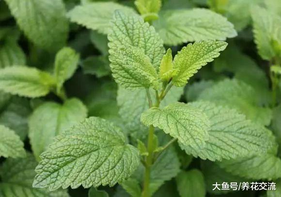 这12种植物都有非常棒的驱虫效果, 那家里养了哪一种呢?