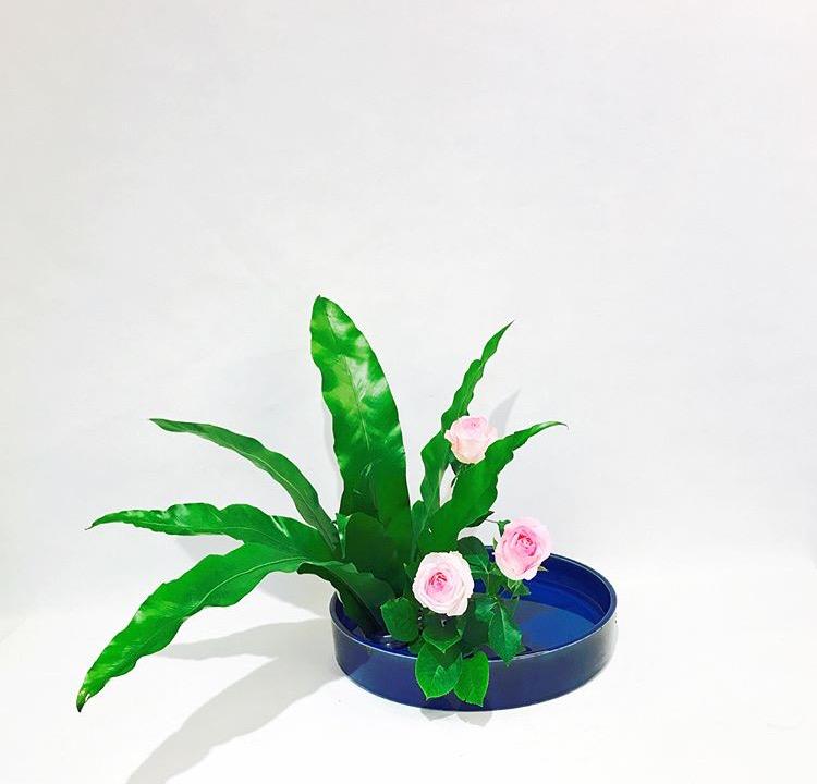 花匠说 | 从花卉市场买回的花养不活? 这样处理, 你看活不活!