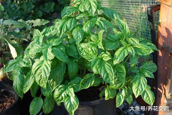 在阳台上不断有蔬菜采摘, 可以用花盆种上这9种盆栽蔬菜