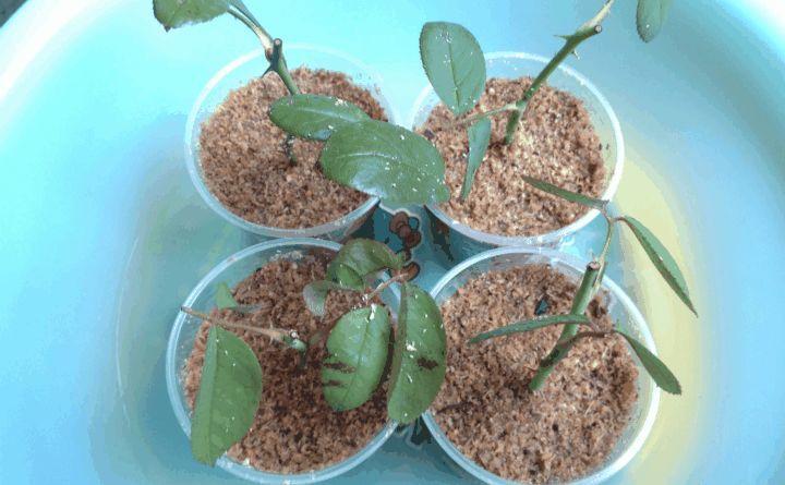 木头渣子也是宝, 养花就靠它, 把花1盆变多盆!