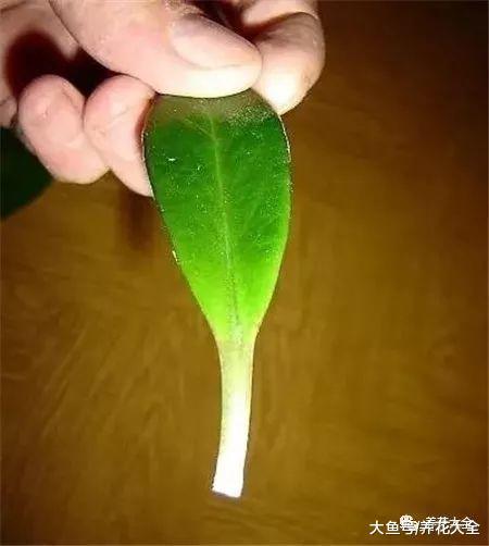 弄掉的叶子别扔, 简单一处理, 一盆变多盆!