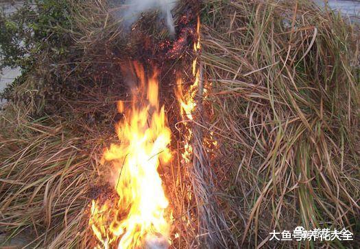 虫子比花长得都快? 那就撒点这个, 比杀虫剂还管用!