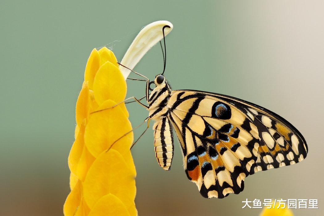 说说安全越冬的冬季花卉