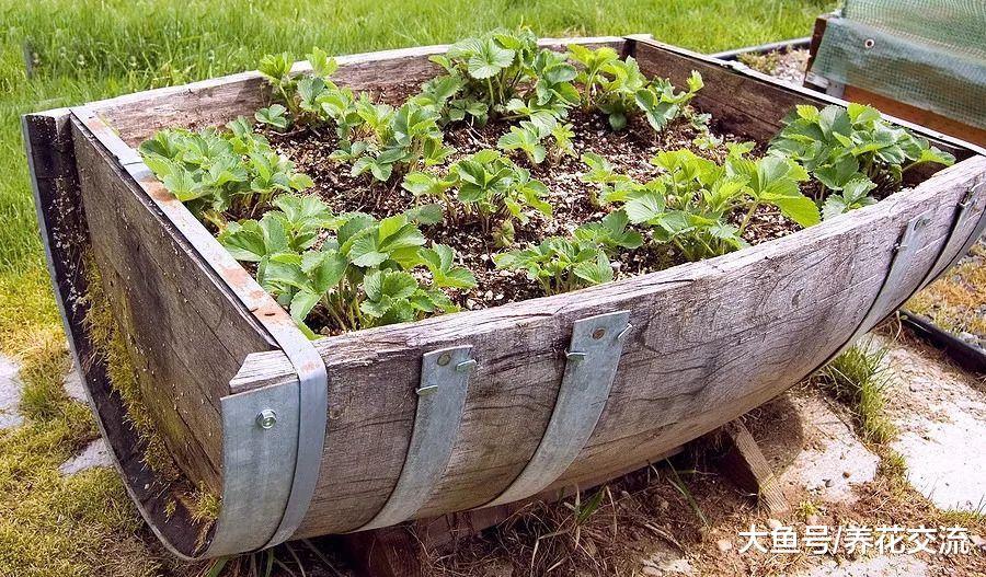 朋友用这5种大容器栽种蔬菜, 家里人都不用怎么买菜了