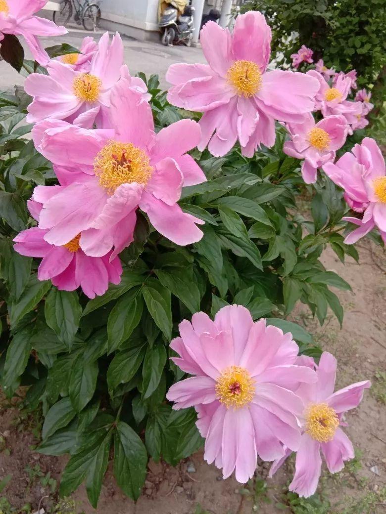 她的月季月月开满盆, 全靠这10个绝招, 花花只告诉你!