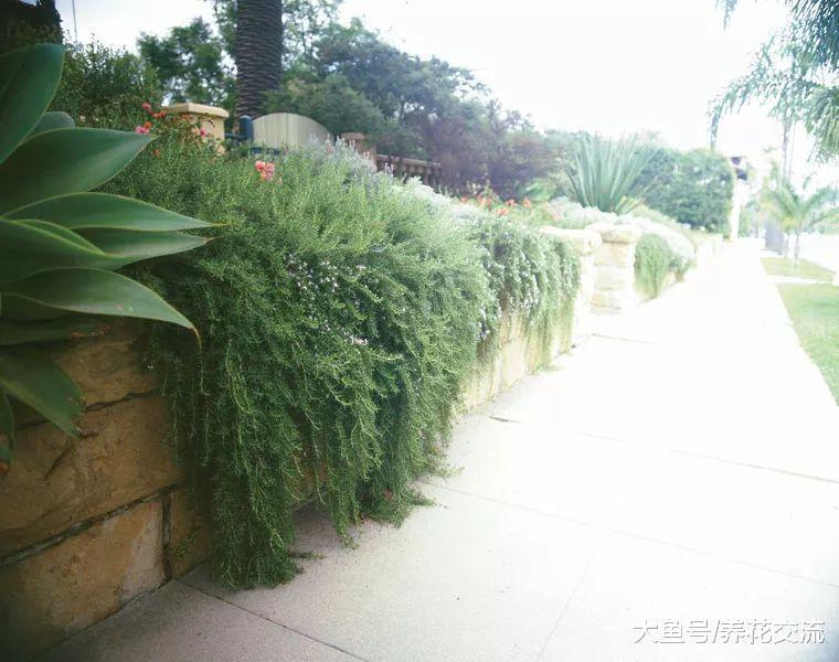养在室外能够驱赶蚂蚁的清香植物, 减少害虫侵扰