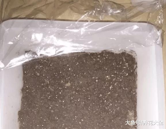 阳台再小这3种菜也能种, 产量高, 还好种!