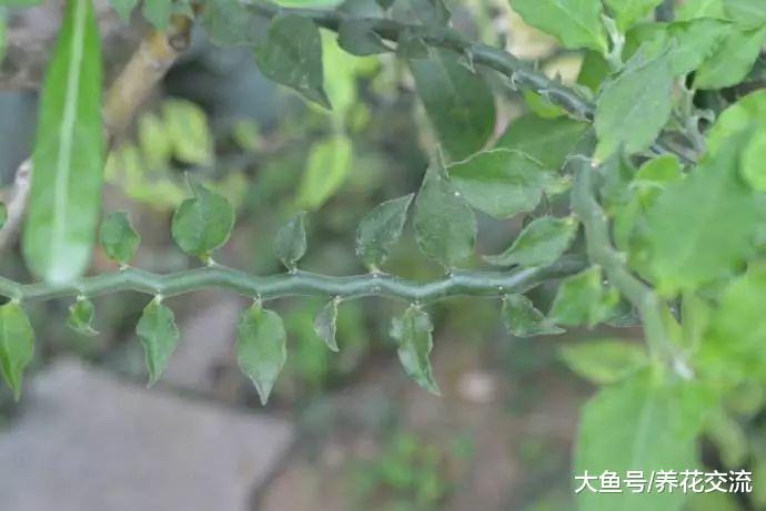 特别适合新手的7种盆栽多肉植物, 养室内也不容易挂掉