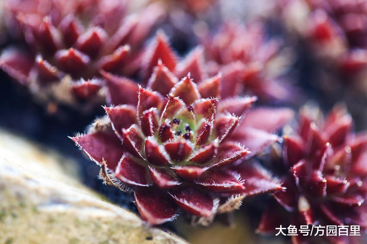 说说安全越冬的冬季花卉