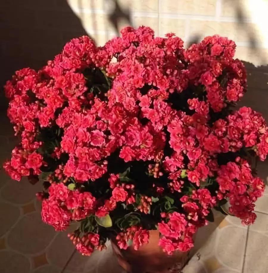 这8种花, 入秋就变开花机器, 天冷照样爆成球!