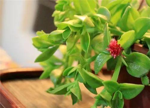 这些植物不只是颜值高, 清洁口腔也有着神奇的功效呢!