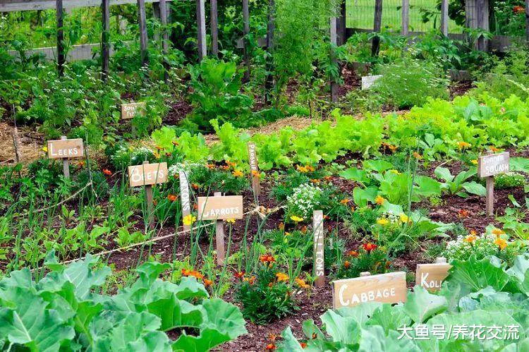 让院子里蔬菜产量更高的7个小贴士, 种菜更加轻松