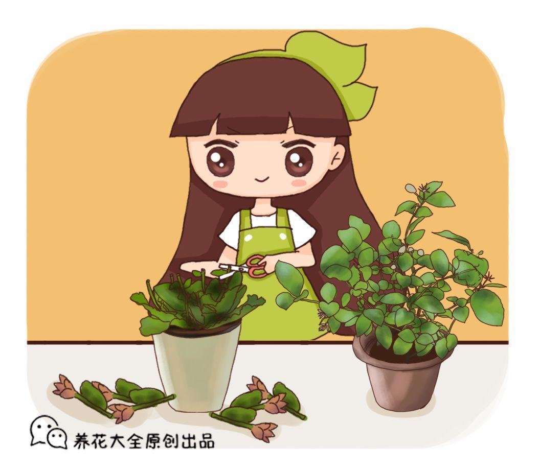 天气转凉, 这5种花狠心剪, 再晚几天花都不开了!